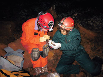 Debbie Buecher, a wildlife biologist from Tucson, Ariz., tests a bat with University of New Mexico graduate student Kaitlyn Hughes. Both are part of a project to test bats in El Malpais National Monument lava tubes' caves for white nose syndrome, which is killing bats in states east of New Mexico. Courtesy photo